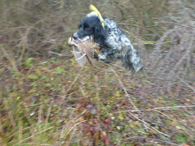 Saison de chasse 2014/2015