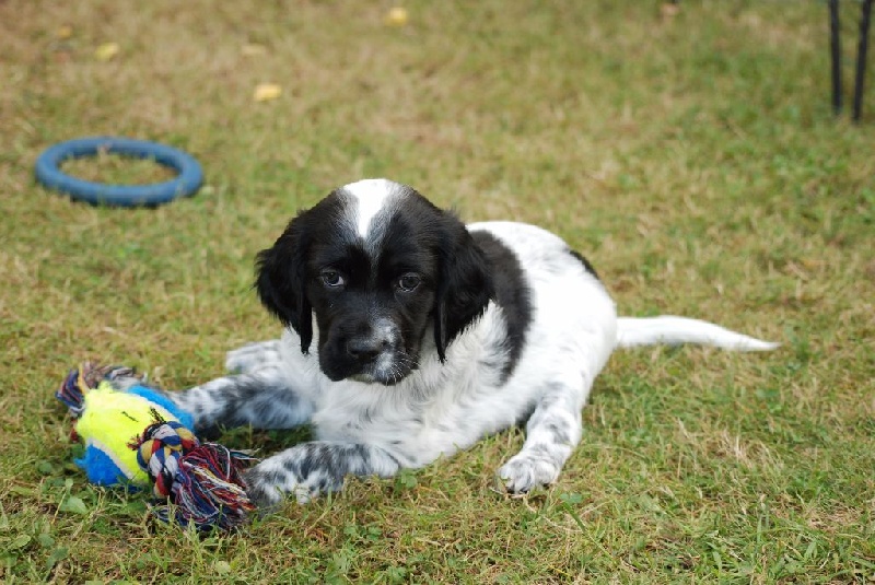 les chiots de Gamine